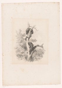 Tre björnar i ett träd Landskap med djur (serietitel) av Karl Bodmer