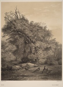 Fasaner av Karl Bodmer