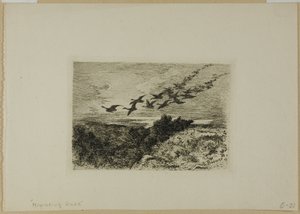 Flygande gäss av Karl Bodmer