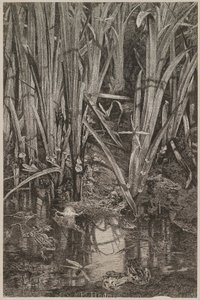 Grodor i sumpen av Karl Bodmer