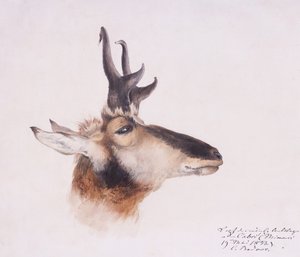 Chef för en antilop av Karl Bodmer