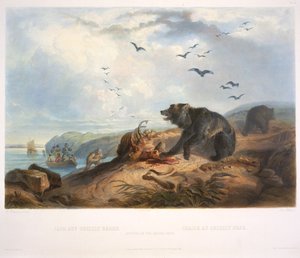 Jakten på grizzlybjörnen