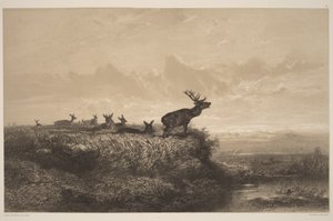 Morgonen. Hjort och hindar av Karl Bodmer