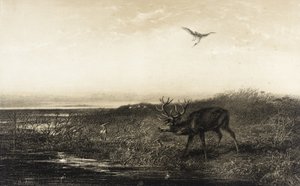 Kvällen: Hjort och hägrar av Karl Bodmer