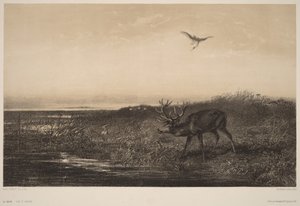 Le Soir.  Hjort och hägrar av Karl Bodmer