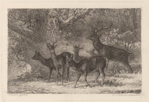hjorden av Karl Bodmer