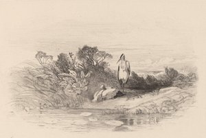 De två hägerna. av Karl Bodmer