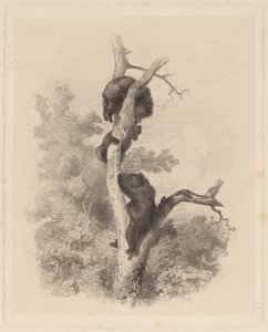 Les Ours (björnarna) av Karl Bodmer