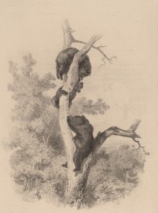 Björnarna. av Karl Bodmer