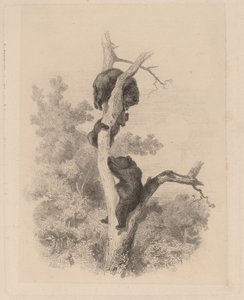Björnarna av Karl Bodmer