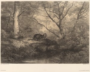 Marcassins av Karl Bodmer