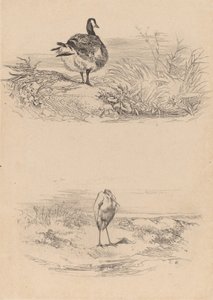 Oj, Heron. av Karl Bodmer