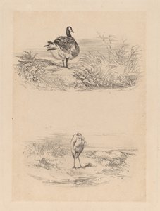 Oj, Heron av Karl Bodmer