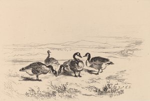 Tommygäss. av Karl Bodmer