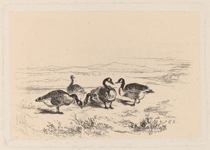 havstulpangäss av Karl Bodmer