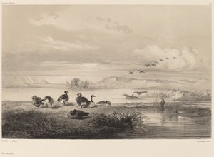 Vilda gäss. av Karl Bodmer