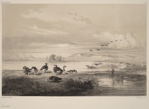 Vildgäss av Karl Bodmer