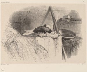 Duva. av Karl Bodmer