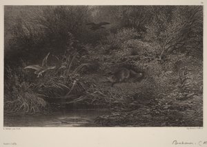 Räv på lur av Karl Bodmer