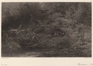 Räv på jakt av Karl Bodmer