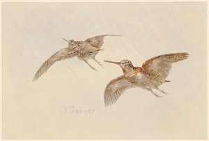 Morkullor i flykt av Karl Bodmer