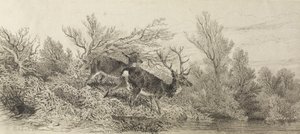 Hjort i skogen av Karl Bodmer