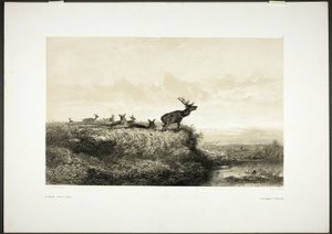 Morgonen: Hjortar och hindar av Karl Bodmer