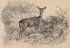 En dova. av Karl Bodmer