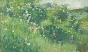 Träbuskar som blommar på Tjörn