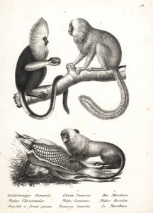 Buffy-headed silkesapa, Callithrix flaviceps (utrotningshotad) 1 och gyllene lejontamarin, Leontopithecus rosalia (utrotningshotad) 2,3. Litografi av Karl Joseph Brodtmann ur Heinrich Rudolf Schinz