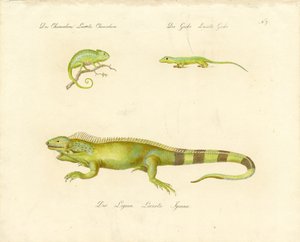 Kameleont, gecko och leguan (tryck) av Karl Joseph Brodtmann