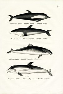 Olika typer av delfiner, 1824 av Karl Joseph Brodtmann