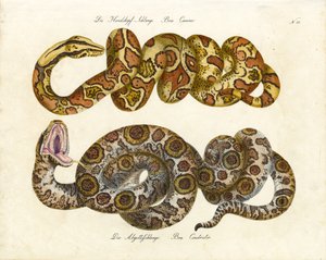 Boa med hundhuvud och Boa Constrictor (tryck) av Karl Joseph Brodtmann