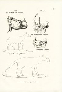 Chef för Sumatra-Rhinoceros, 1824 av Karl Joseph Brodtmann