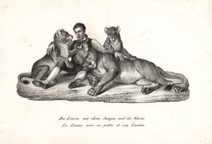 Lejoninna och ungar med tränare, Panthera leo. Litografi av Karl Joseph Brodtmann ur Heinrich Rudolf Schinz