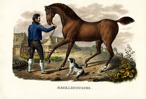 Mecklenburgerhäst, 1824 av Karl Joseph Brodtmann