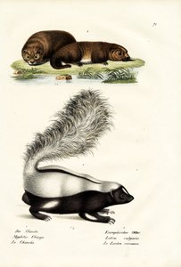 Molinas hog-nosed Skunk, 1824 av Karl Joseph Brodtmann