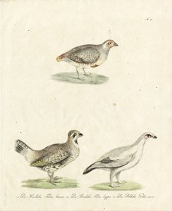 Partridge och Ptarmigan (tryck)
