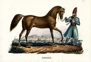Persisk häst, 1824