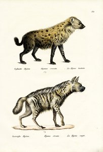 Fläckig hyena, 1824 av Karl Joseph Brodtmann