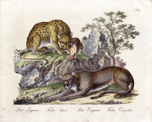 Jaguar och Cougar (tryck) av Karl Joseph Brodtmann