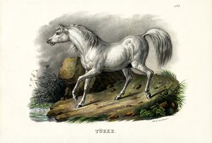 Turkisk häst, 1824 av Karl Joseph Brodtmann