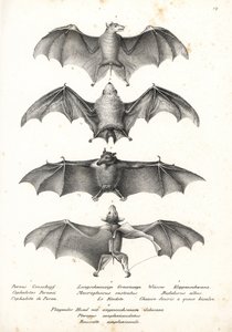 Västerländsk fruktfladdermus med nakenrygg, Dobsonia peronii 1, långtungad nektarfladdermus, Macroglossus minimus 2, nordlig spökfladdermus, Diclidurus albus 3 och Geoffroys rusett, Rousettus amplexicaudatus 4. Litografi av Karl Joseph Brodtmann från Heinr av Karl Joseph Brodtmann