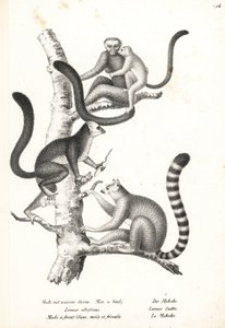 Vithövdad lemur, Eulemur albifrons, hane och hona, hotad 1, och ringstjärtslemur, Lemur catta, hotad 2. Litografi av Karl Joseph Brodtmann från Heinrich Rudolf Schinz