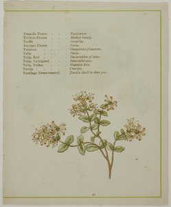 Valeriana genom Volkamenia, från Blommornas upplysta språk av Kate Greenaway