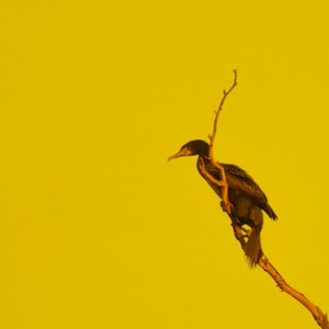 Hanging On (tittar åt vänster) av Katha Wood