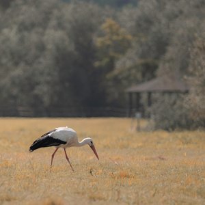 Heron Pagoda, 2021 (foto) av Katha Wood