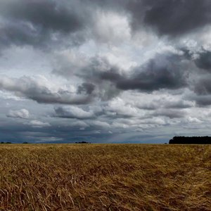 Stormig himmel över en sensommarskörd 2020 av Katha Wood