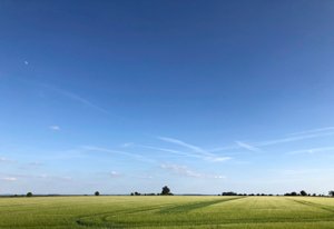 Summer Crop 2018 av Katha Wood