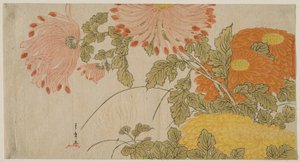 Krysantemum av Katsukawa Shunsho